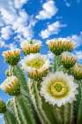 Close-up of desert cactus with white flowers Art Print